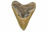 Fossil Megalodon Tooth - North Carolina #328422-1